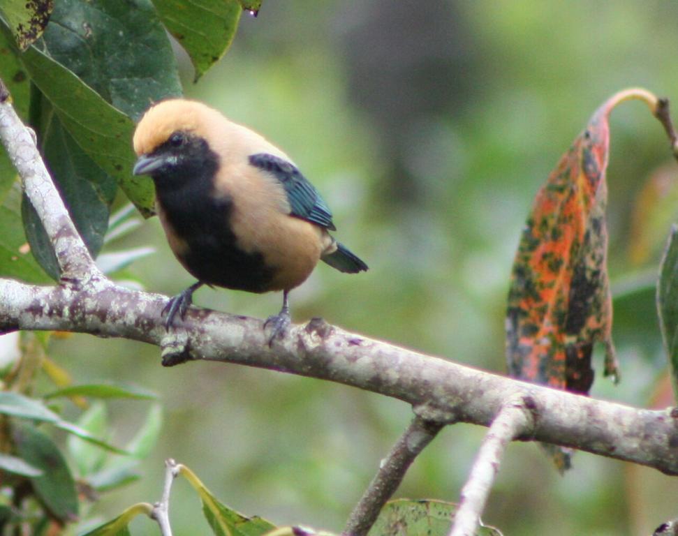 Pousada Recanto Dos Pinheiros Pilar do Sul エクステリア 写真